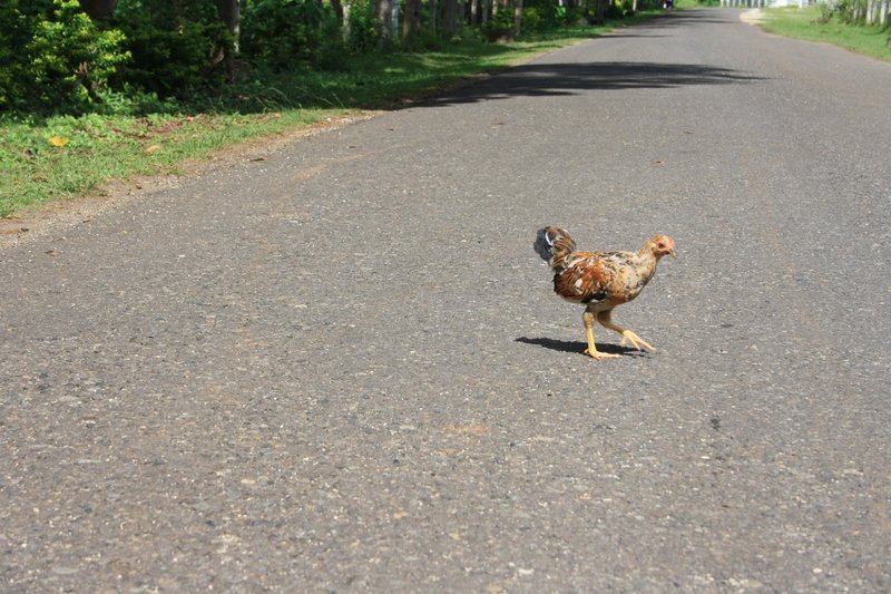 Learn about chicken road españa